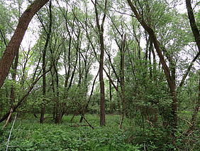durch Gehölze dominierte Vegetation